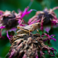 Grasshopper