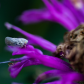 Leaf Hopper