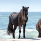 Wild Stallions and the Surf
