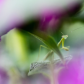 Mantis After a Shower