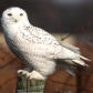 Winter Visitor