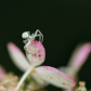 Spider 4