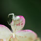 Spider 5