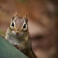 Chipmunk Up Close