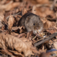 Friendly Meadow Vole