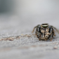 Spider with Prey