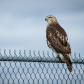 Immature Red Tailed Hawk hunting at the Airport