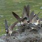 Cliff Swallows