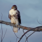 Young redtail