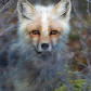 Red Fox