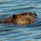 Beaver Mother With Kit