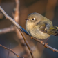 Ruby Crowned Kinglet