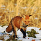 Red Fox 