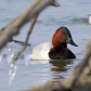 Drake Canvasback