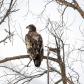 Juvenile Bald Eagle