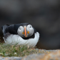 Sleepy Puffin