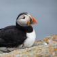 Atlantic Puffin 