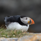 Atlantic Puffin 