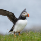 Flapping Puffin