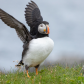All in a flap!