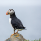 Puffin on the Rock