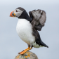 Puffin on the Rock