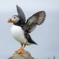 Puffin on the Rock