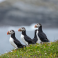 Puffins on the cliffs edge