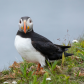 Atlantic Puffin - clowns of the sea