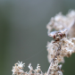 Deer Fly in Autumn