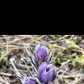 Spring Buds