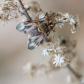 Deer Fly in the Forest