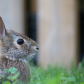 Backyard Bunny