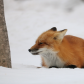 Resting Fox