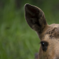 Moose Calf Portrait