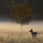 Deer In The Mist