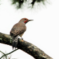 Woodpecker