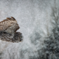 Great Grey Owl flying in snow storm