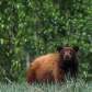 Cinnamon Bear