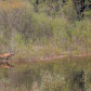 Dease Lake Moose 