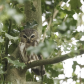 Northern Saw-whet Owl