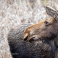 Female Moose watching