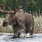 Spring Bull Moose
