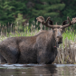 Bull Moose