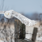 Snowy Owl