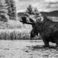 Bull Moose B&W