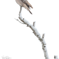 Northern Hawk Owl