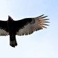 GHOST     Turkey Vulture 