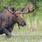 Spring Bull Moose
