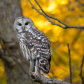 Barred Owl In Fall Colours.